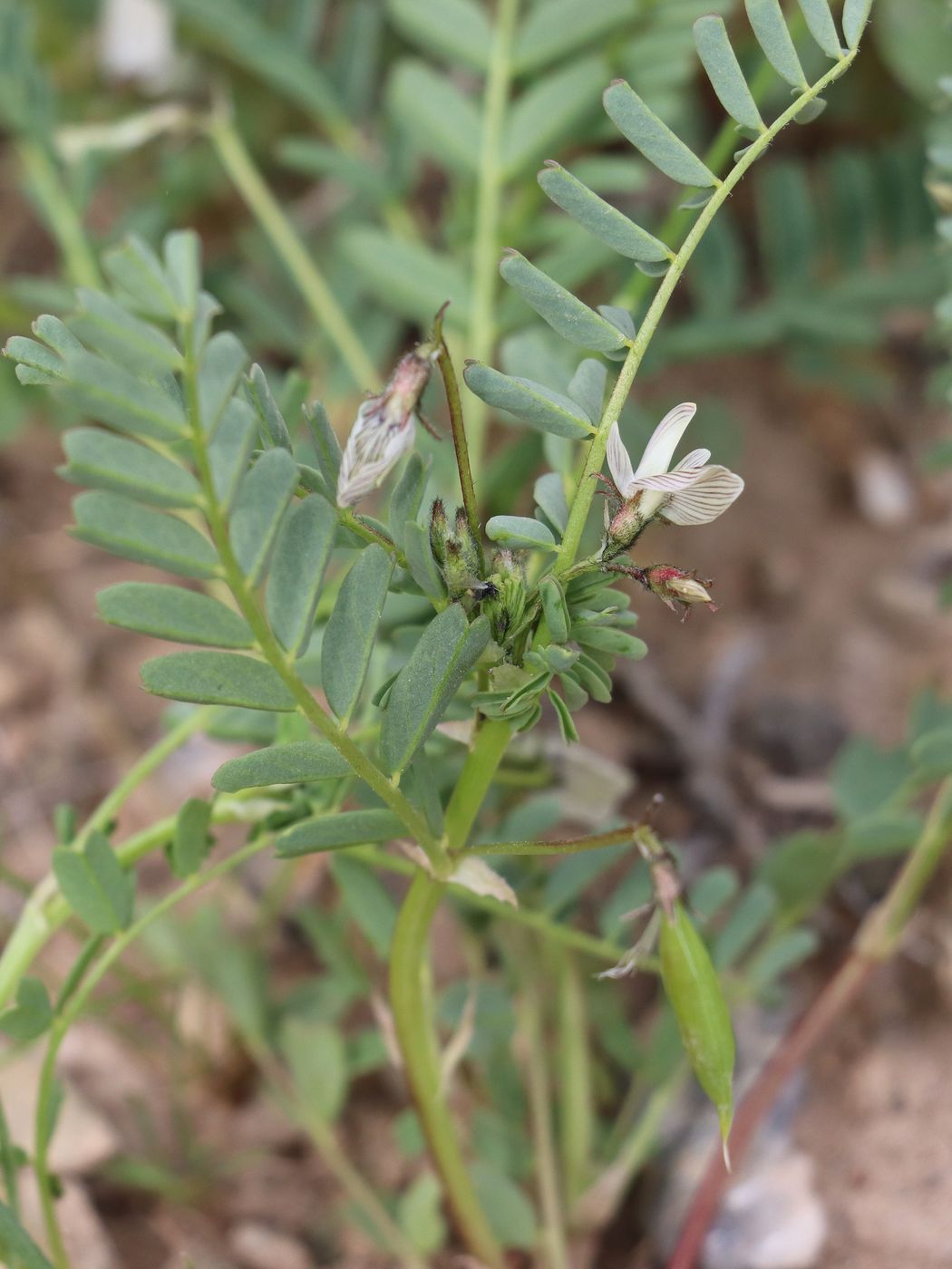 Изображение особи Astragalus guttatus.