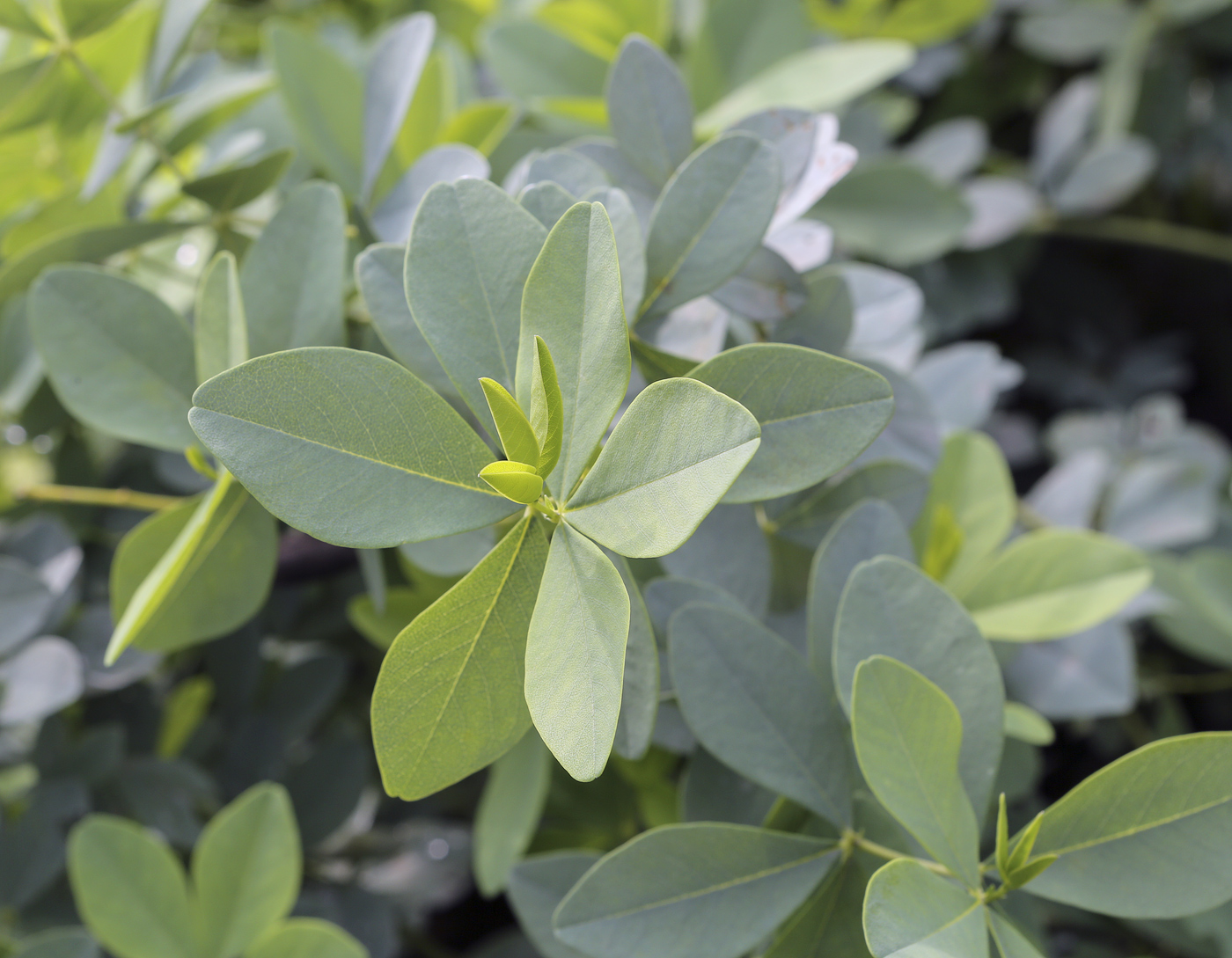 Image of Baptisia australis specimen.