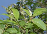 Citharexylum spinosum. Верхушка ветки с соцветиями. Израиль, Шарон, пос. Кфар Шмариягу, во дворе частного дома. 14.12.2021.