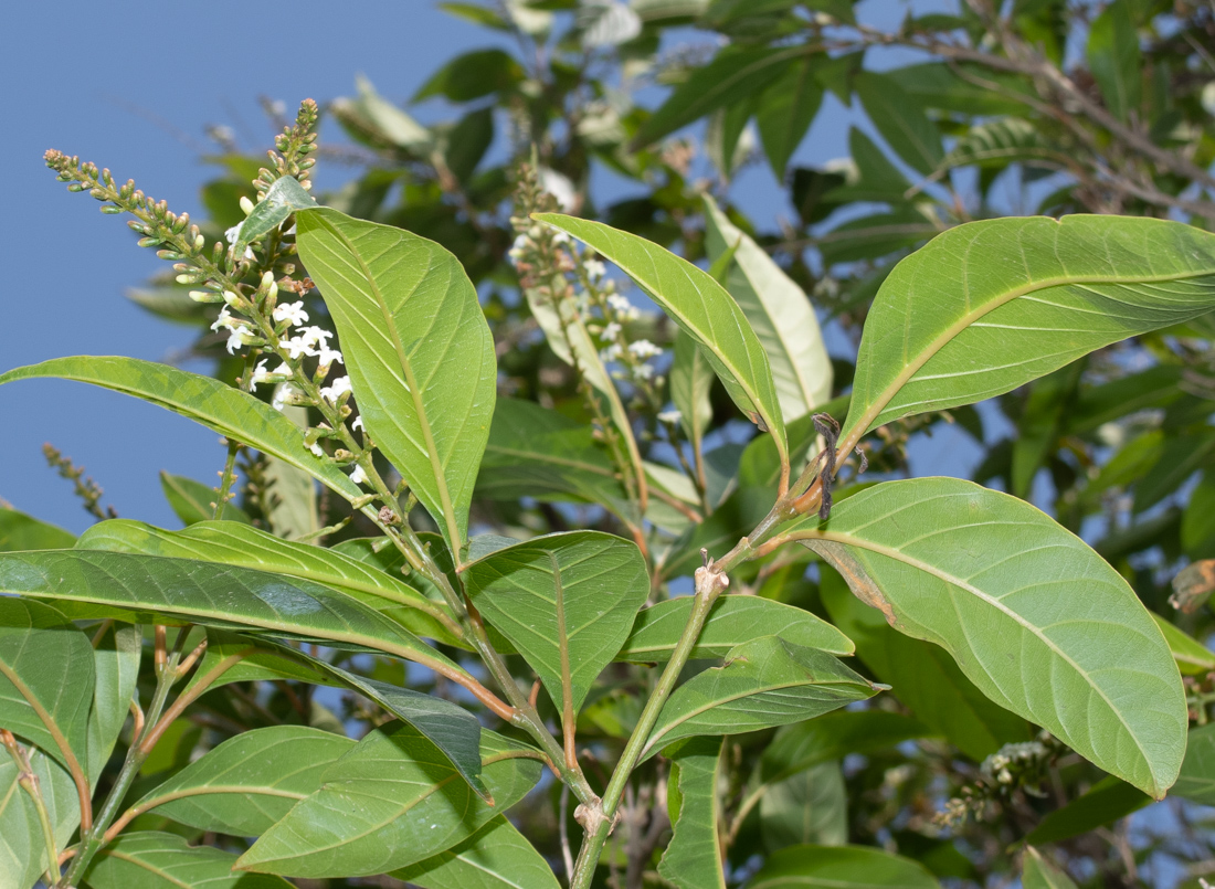 Изображение особи Citharexylum spinosum.