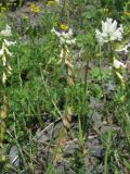 Polygala major