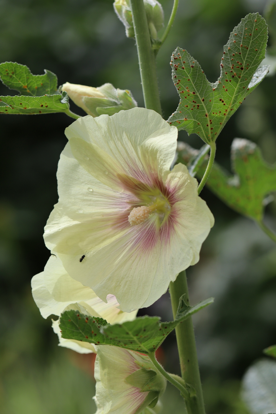 Image of Alcea rosea specimen.