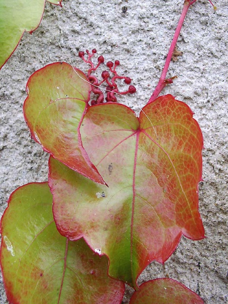 Image of Parthenocissus tricuspidata specimen.