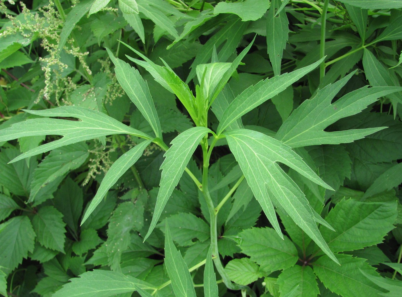 Image of Rudbeckia laciniata specimen.