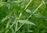Lathyrus pratensis. Часть побега. Московская обл., Талдомский р-н, окр. пгт Запрудня, смешанный лес между Дмитровским шоссе и железной дорогой, просека под ЛЭП. 22.06.2021.