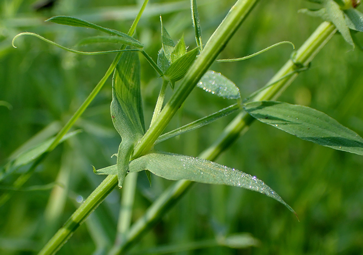 Изображение особи Lathyrus pratensis.