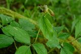 Paeonia caucasica. Верхушка растения с плодом. Краснодарский край, Лазаревский р-н, мкр-н Дагомыс, гора Успенка 230 м н.у.м., лес. 03.05.2022.