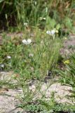 Papaver albiflorum