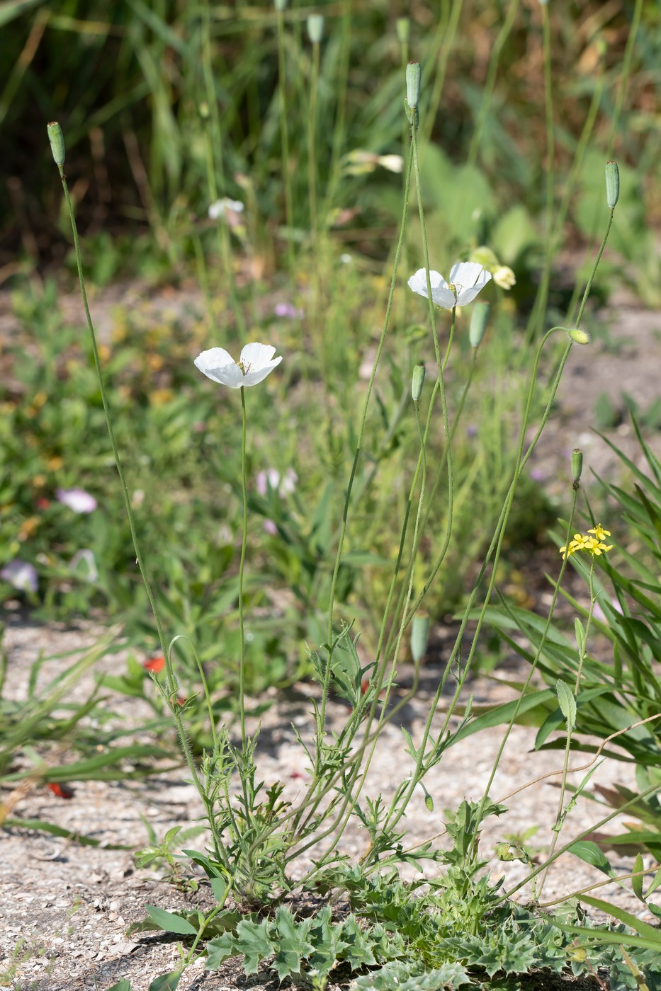 Изображение особи Papaver albiflorum.