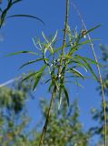 genus Salix