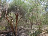 genus Euphorbia