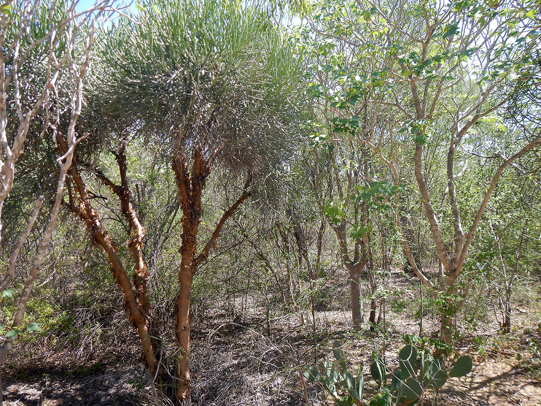 Image of genus Euphorbia specimen.