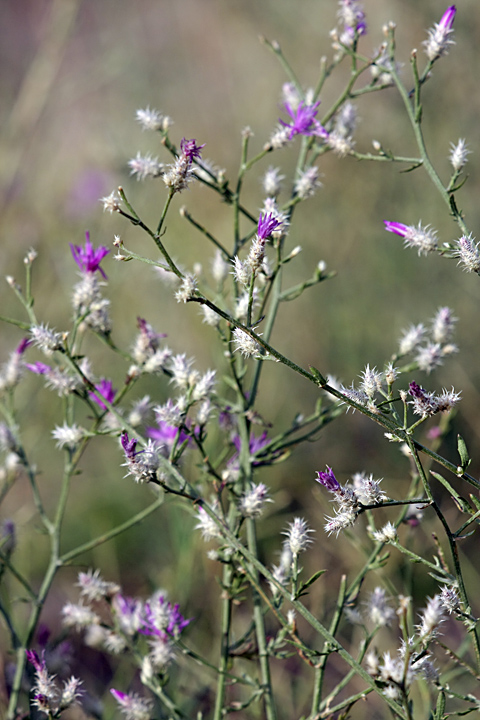 Изображение особи Centaurea pseudosquarrosa.