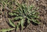 Scorzonera taurica