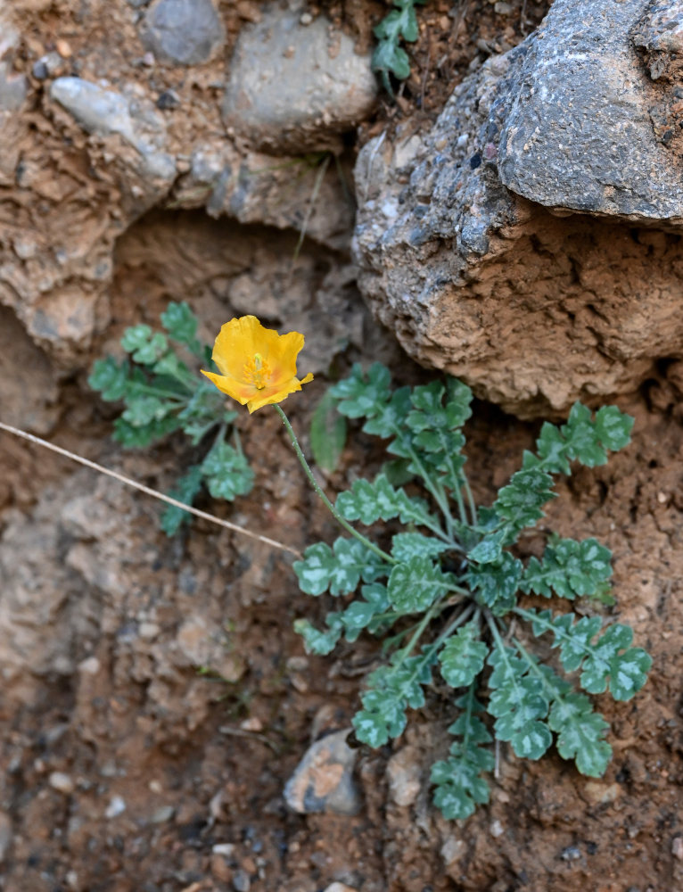 Изображение особи Glaucium squamigerum.