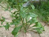 Scorzonera tadshikorum