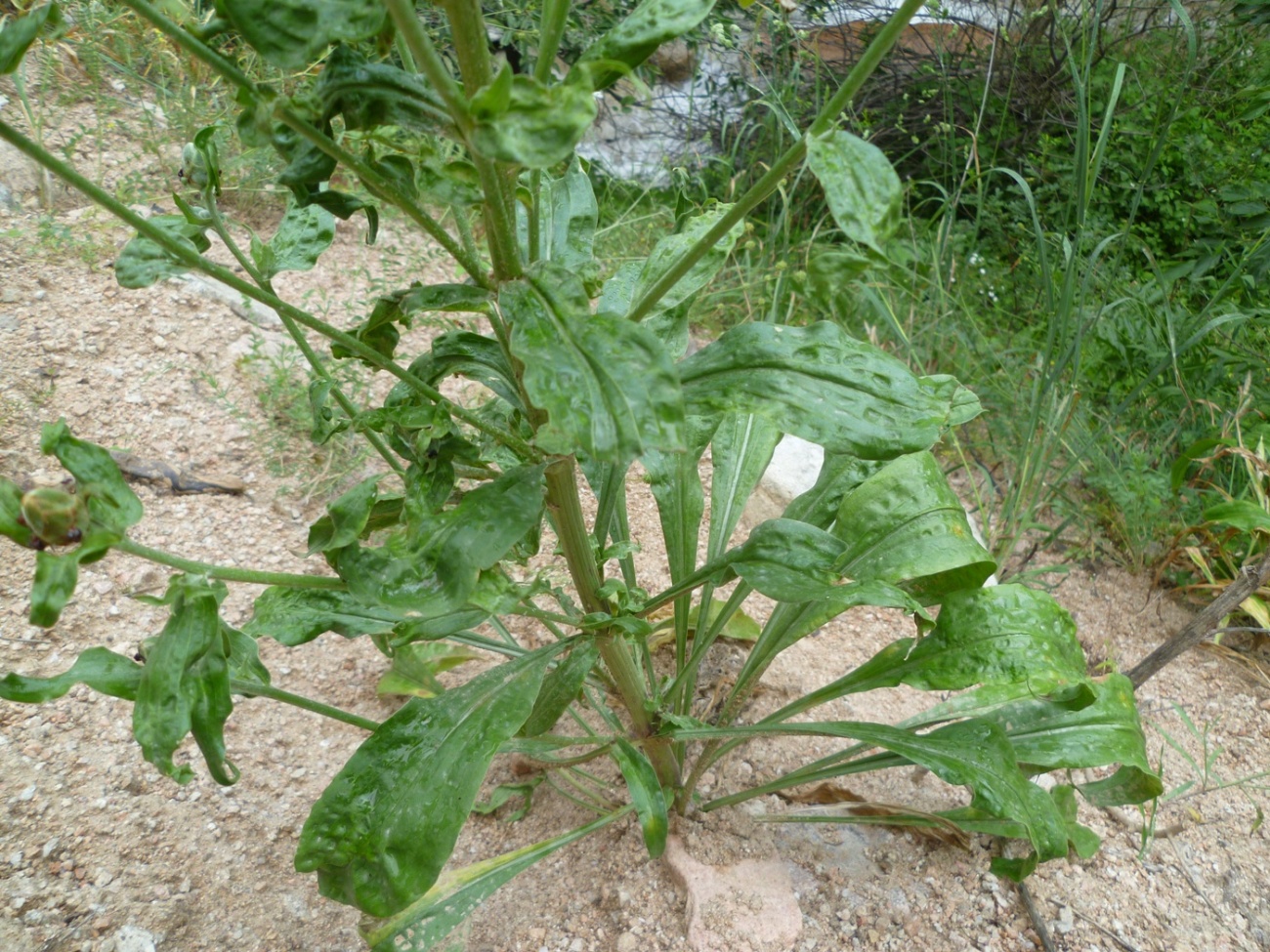 Image of Scorzonera tadshikorum specimen.