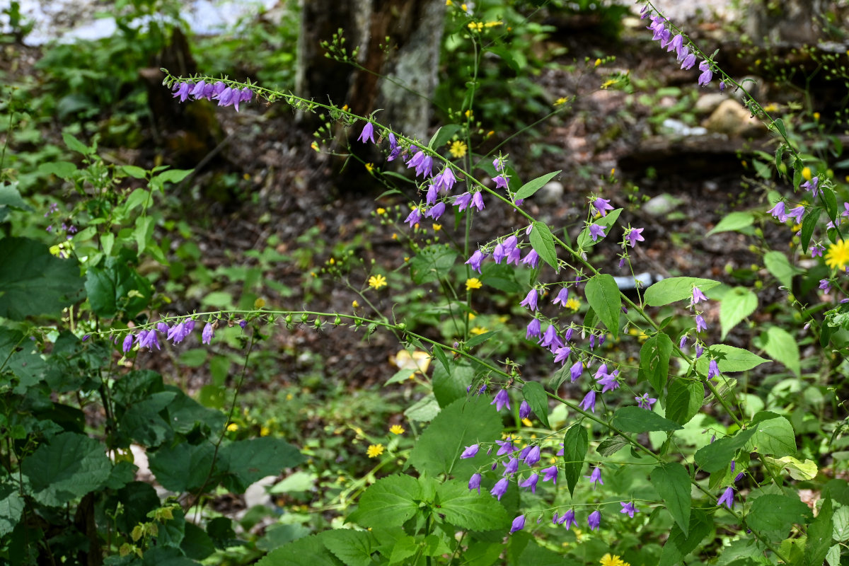 Изображение особи Campanula rapunculoides.