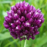 Allium rotundum