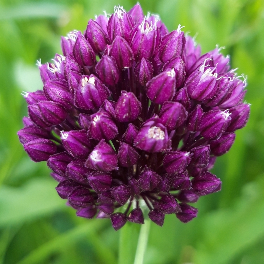 Изображение особи Allium rotundum.