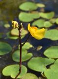 Utricularia australis. Соцветие. Марий Эл, Оршанский р-н, оз. Табашинское, прибрежное мелководье. 12.08.2022.