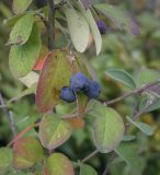 Cotoneaster melanocarpus. Часть веточки с плодами. Ханты-Мансийский автономный округ — Югра, Октябрьский р-н, сельское поселение Курымкары, окр. пос. Горнореченск, правый берег р. Обь, смешанный лес. 05.09.2022.