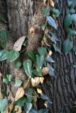 Hedera colchica