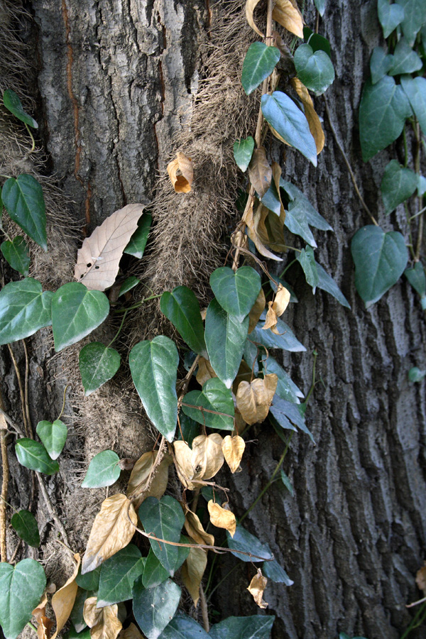 Изображение особи Hedera colchica.