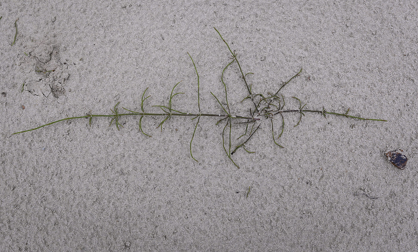 Image of Equisetum arvense specimen.