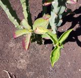 Euphorbia neococcinea