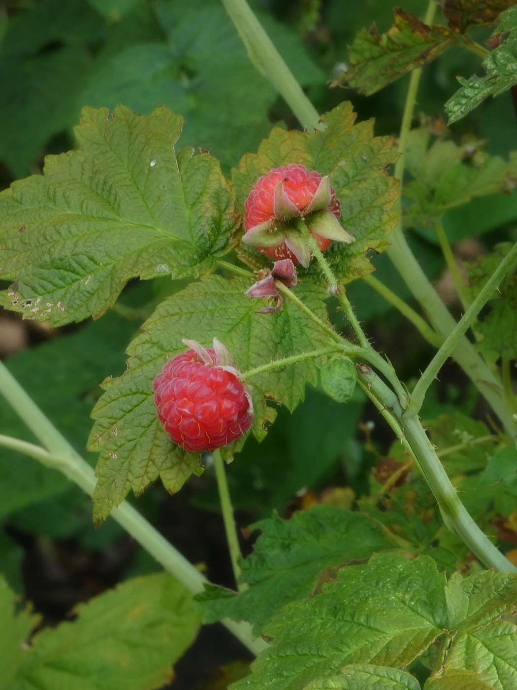 Изображение особи Rubus idaeus.