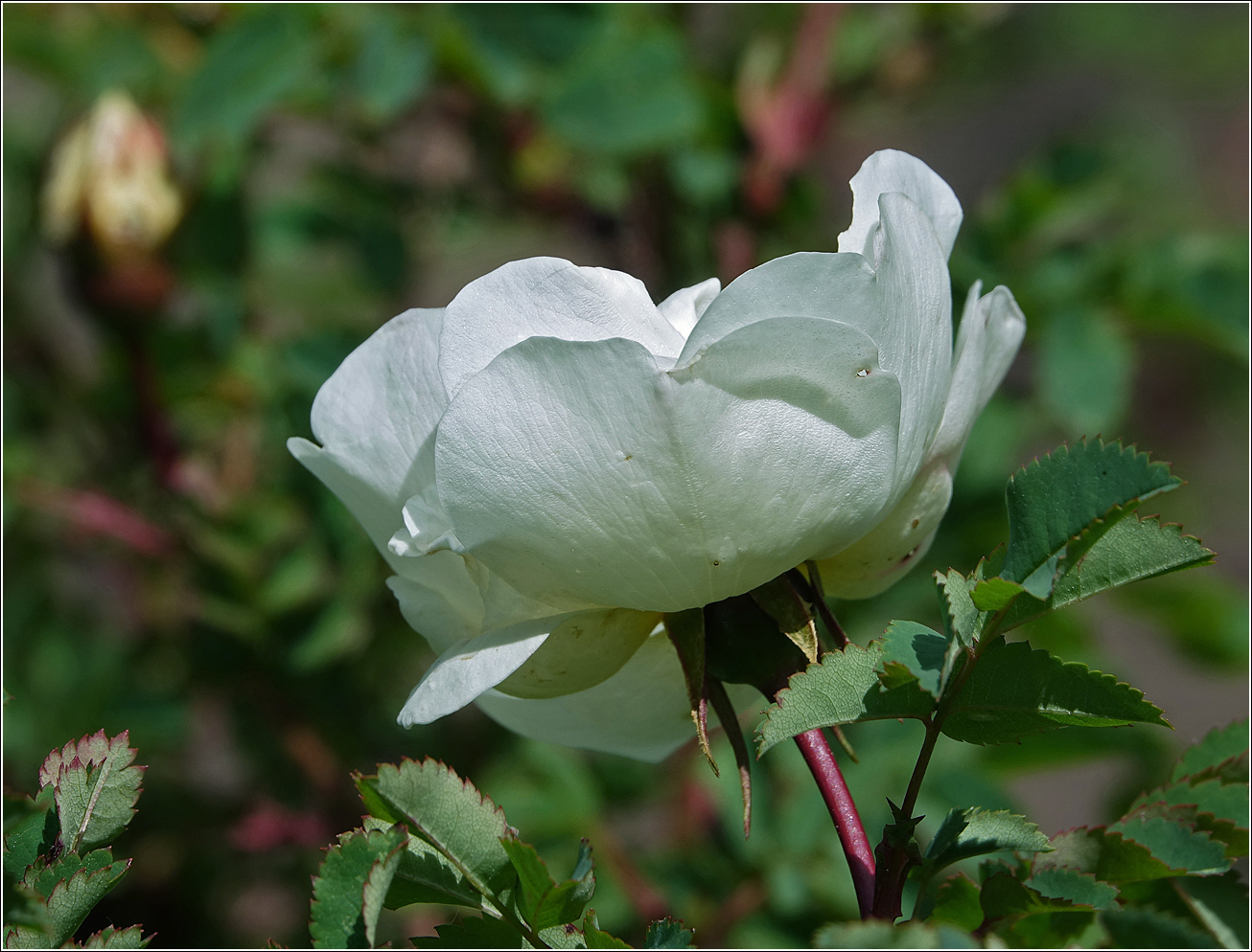 Image of Rosa spinosissima specimen.