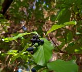 Chionanthus retusus. Верхушка ветви с плодами (свисают опавшие хвоинки Pinus). Абхазия, г. Сухум, Сухумский ботанический сад. 25.09.2022.