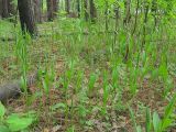 Polygonatum humile. Растения на опушке соснового леса. Окр. Томска, 13.06.2010.