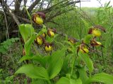 Cypripedium calceolus