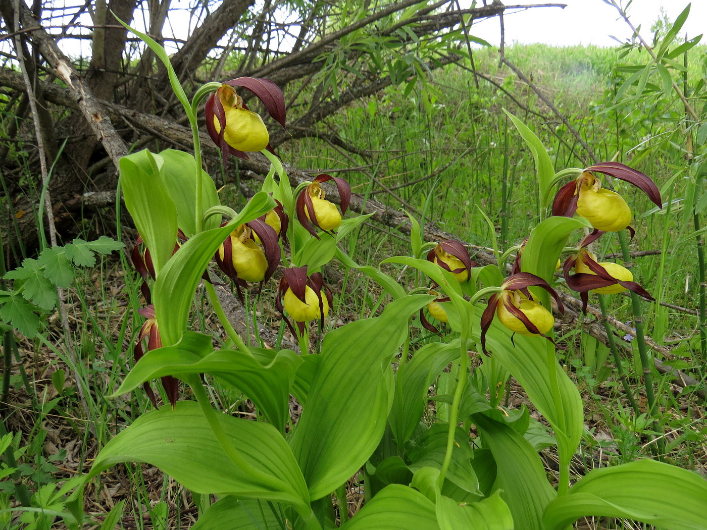 Изображение особи Cypripedium calceolus.