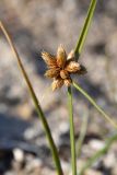 Bolboschoenus popovii. Соплодие. Киргизия, Иссык-Кульская обл., окр. с. Бактуу-Долоноту, берег озера. 8 августа 2022 г.