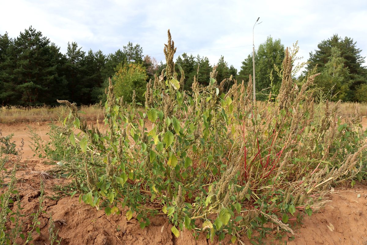 Изображение особи Amaranthus retroflexus.