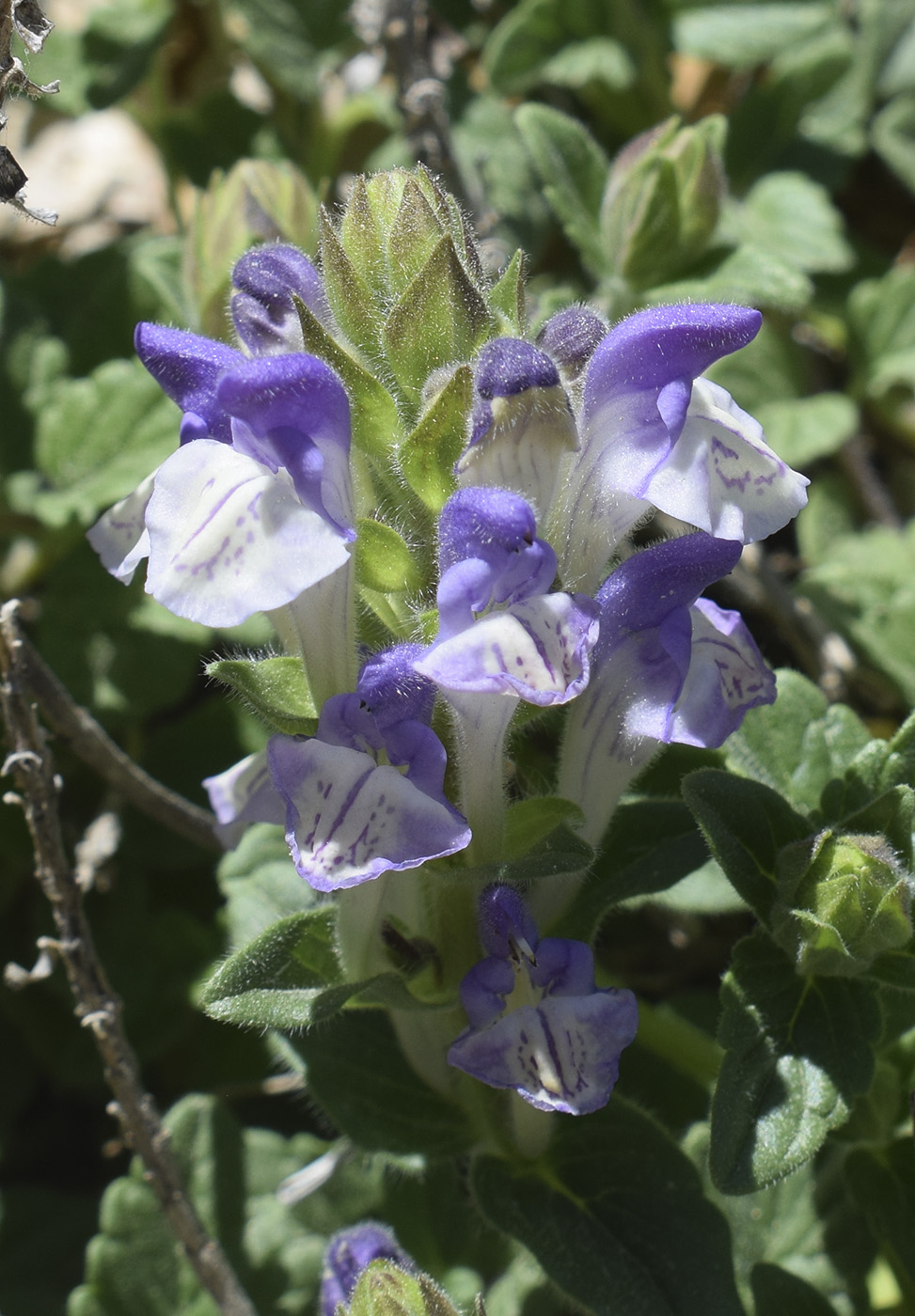 Изображение особи Scutellaria alpina.