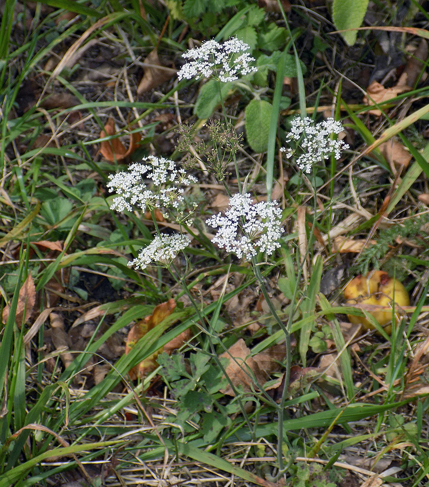 Image of Pimpinella saxifraga specimen.