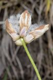 Anemone tschernaewii. Плод (вид сбоку). Узбекистан, Кашкадарьинская обл., Китабский р-н, Китабский Государственный геологический заповедник, ≈ 1300 м н.у.м., глинистый склон, в тени деревьев. 08.05.2022.