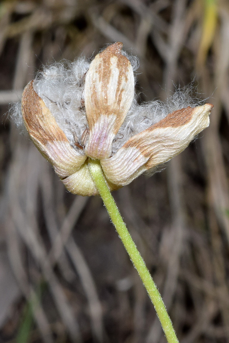 Изображение особи Anemone tschernaewii.