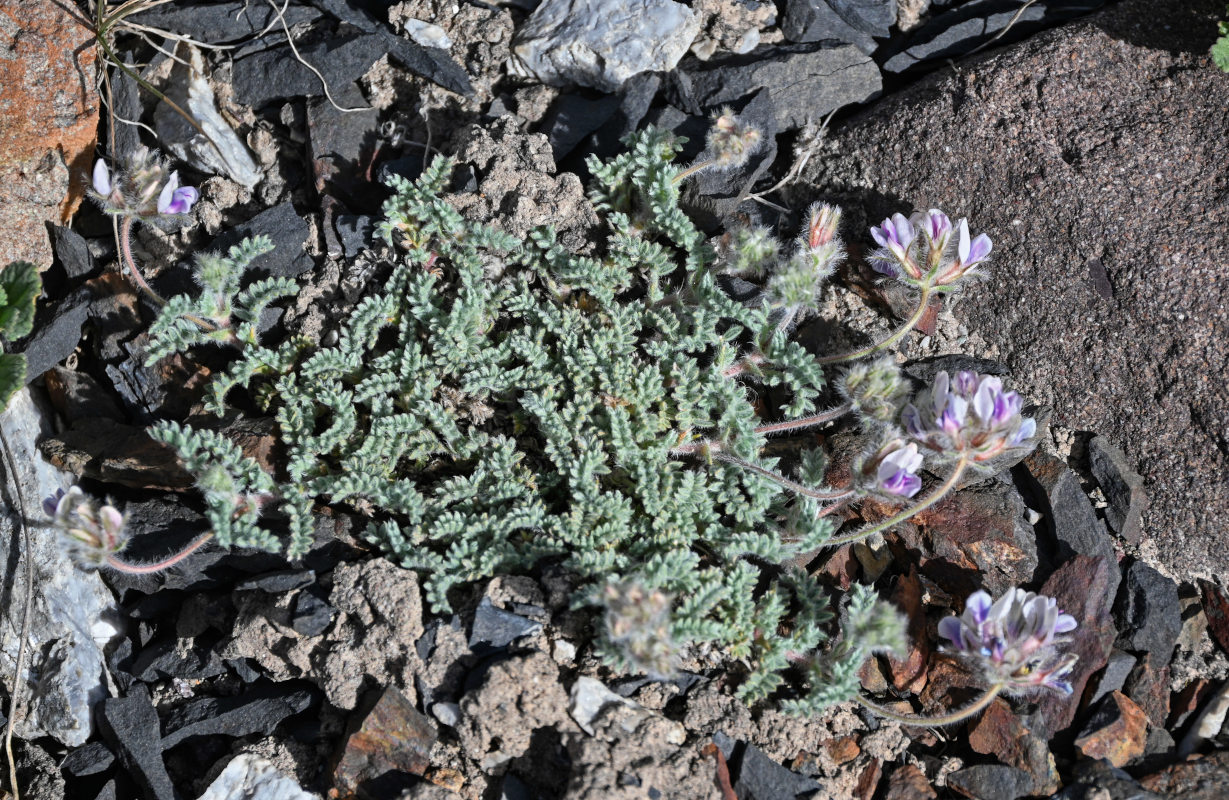 Image of Oxytropis alajica specimen.