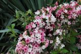 Weigela floribunda. Верхушка цветущего растения. Краснодарский край, м/о Анапа, пос. Витязево, ул. Знойная, на клумбе около отеля. 30.05.2021.