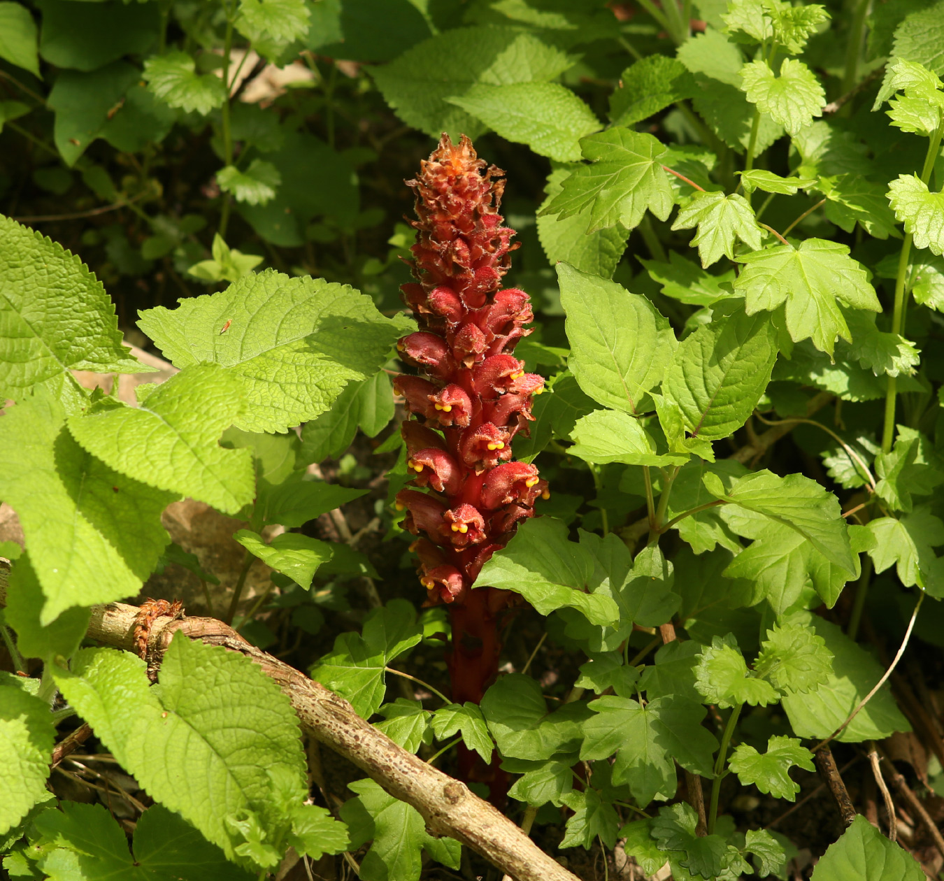 Image of Orobanche colorata specimen.