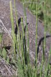 Equisetum ramosissimum