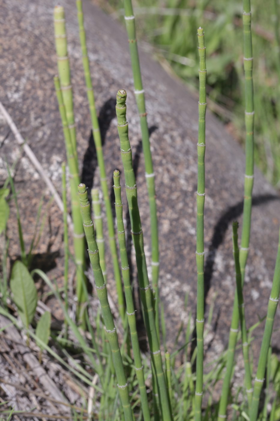 Изображение особи Equisetum ramosissimum.