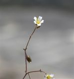 Image of taxon representative. Author is Роланд Цандекидис