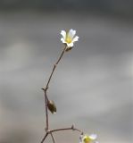 Cerastium fragillimum