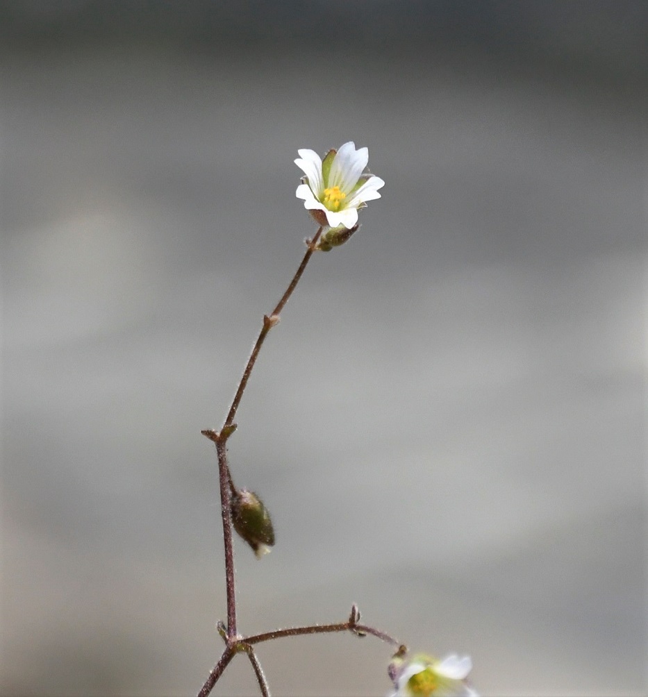 Image of Cerastium fragillimum specimen.